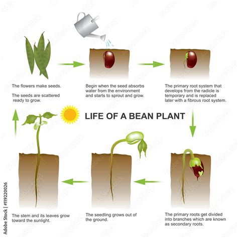 Seed Germination Process