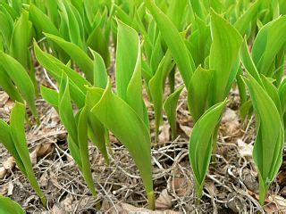 Monocotyledon Plants | Definition, Characteristics & Examples - Video ...