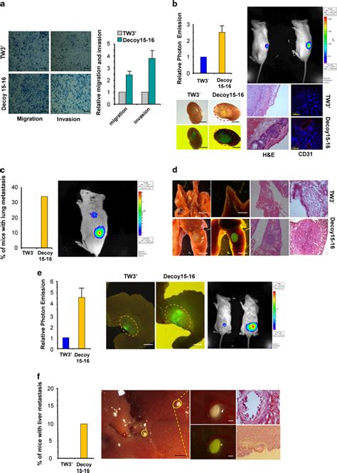 Mir 15 And Mir 16 Vector Mediated Sequestering Promotes Metastatic Download Scientific Diagram