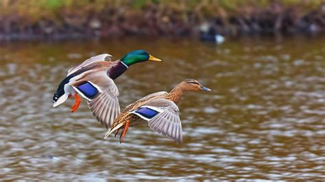 Mallard Duck Wallpaper (67+ images)