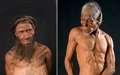 Homo Neanderthalensis Y Homo Sapiens