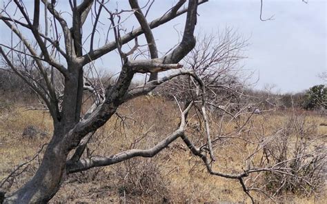 Localizan Restos Seos En Rancho Seco El Sol Del Baj O Noticias