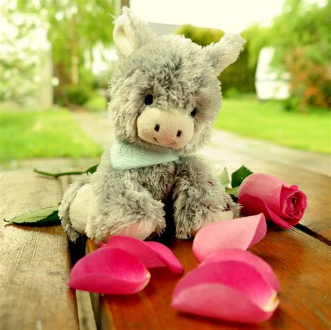 Free Images Cute Color Romance Romantic Pink Flowers Teddy Bear