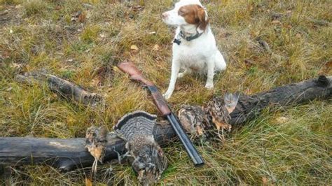 Brittany Spaniels - Buy and Sell Hunting Dogs