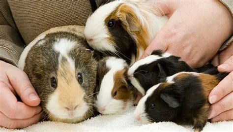 The Guinea Pig Lifespan - Petculiars