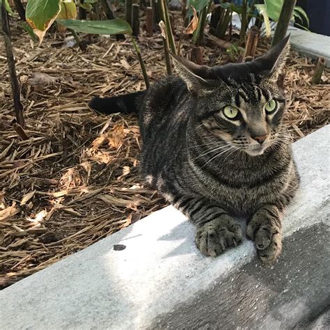 Polydactyl Extra Toed Cat At Ernest Hemingways House In Key West