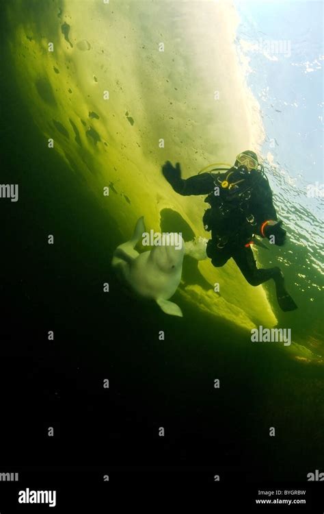 Scuba Diver And Beluga Whale Swim Under Ice White Whale