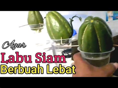 Cara Menanam Labu Siam Jipang Agar Berbuah Lebat Youtube