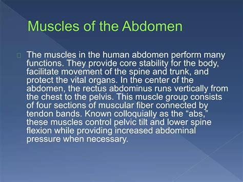 Muscles of the Abdomen | PPTX
