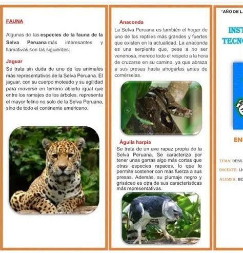 Triptico De Flora Y Fauna De Nuestro Peru Brainly Lat The Best Porn