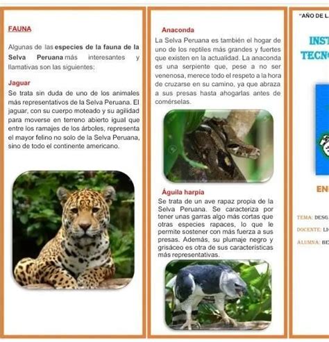 Triptico Sobre El Fauna Y Flora Brainly Lat