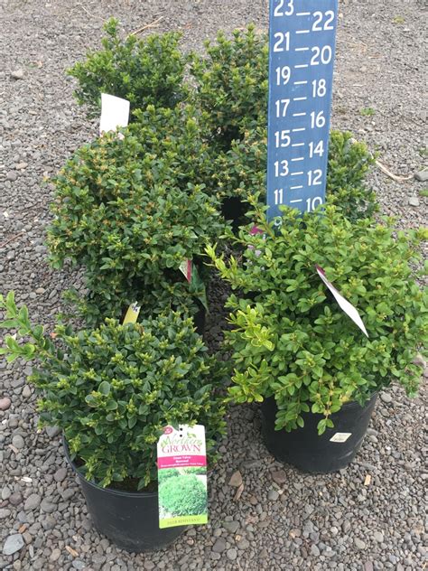 Buxus ‘green Velvet Boxwood Non Native 3 Gallon Catskill Native Nursery Catalog