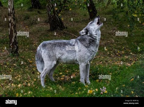 Howling Grey Wolf Hi Res Stock Photography And Images Alamy