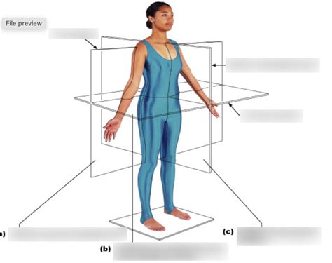 Body Section Planes Diagram Quizlet