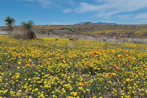 Arizona Desert Wildflower Landscape Photograph by Cascade Colors - Fine ...