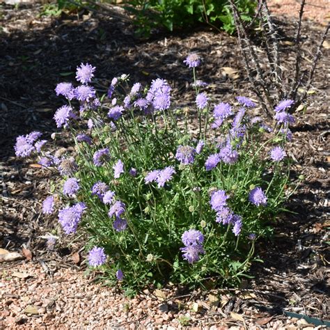 Butterfly Blue Pincushion Flower - #1 Pot | Ship My Plants