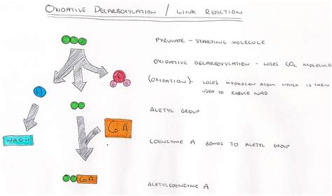 Link Reaction Diagram A Level Biology