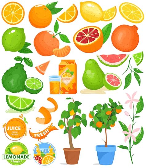 Premium Vector Citrus Fruit Vector Illustration Set