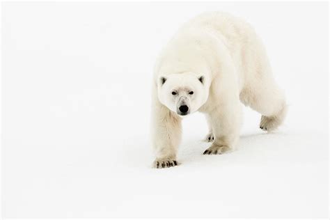 Polar Bear Svalbard Islands Norway Digital Art By Marco Gaiotti