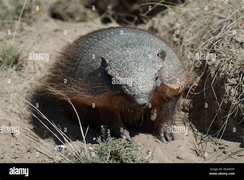 Armadillo burrow hi-res stock photography and images - Alamy