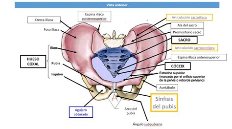 Anatomía Del Sacro Dolopedia