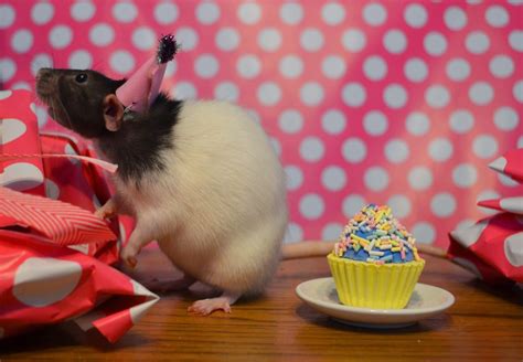 Crafty Mom Of 3 Its A Rat Birthday Party Crafty Moms Birthday