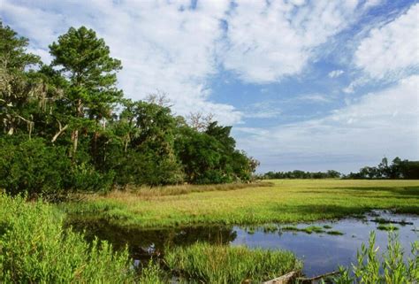 The World’s Tidal Marshes are Finally on the Map – Mapping Ocean Wealth