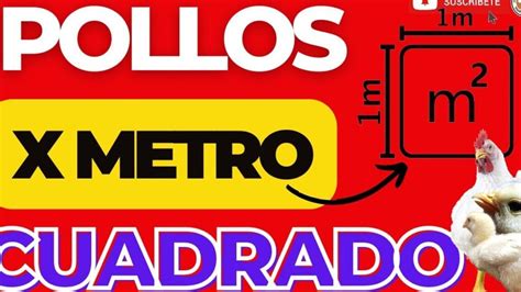 Densidad de pollos de engorde por metro cuadrado qué debes saber