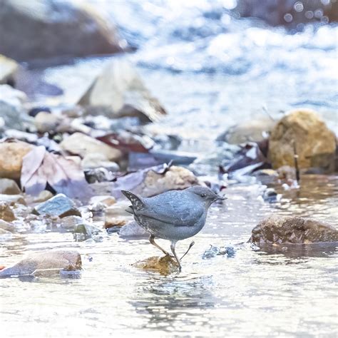 End of the World Birding – Madera Canyon – Mostly – Southeast Arizona ...