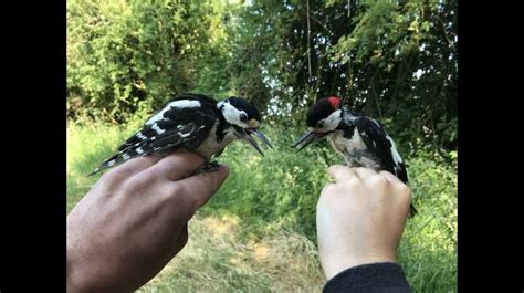 Les oiseaux les plus présents dans le bocage avesnois La Voix du Nord