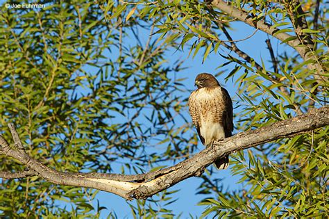 Red Tailed Hawk Joe Fuhrman Photography