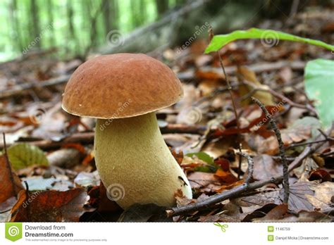 Est Ce Que Les Champignons Poussent En Une Nuit Housekeeping