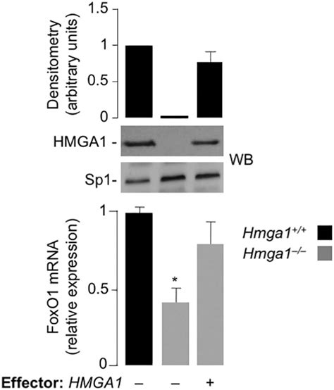 Foxo1 Gene Expression In Primary Culture Cells Foxo1 Mrna Abundance Download Scientific