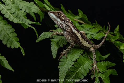 Diploderma Polygonatum Xanthostomum Inglourious Reptiles Flickr