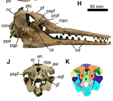 Ancient Whale Species Echovenator Had Ultrasonic Hearing And Used