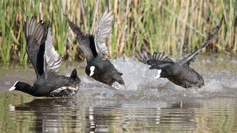 Casi Aves Acu Ticas Invernan En La Laguna De Navaseca En Daimiel