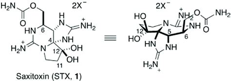 Structure Of Saxitoxin Stx Structure Of Saxitoxin Stx