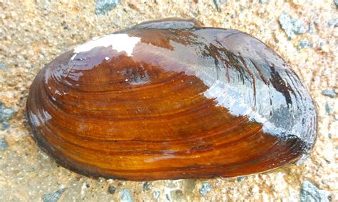 Eastern Elliptio Canaiads Freshwater Mussels Of Canada · Inaturalist