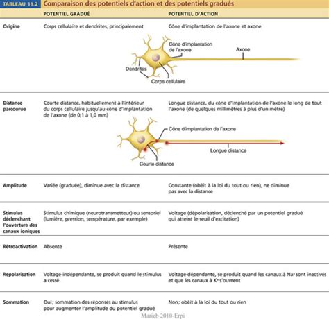 Labo 1 Physiologie Flashcards Quizlet