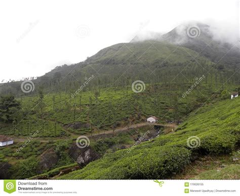 Tea Plantations At Wayanad With Hills And Terrain Stock Image Image