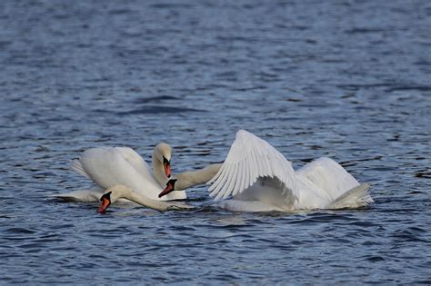 Mute Swans Pairing Lake Free Photo On Pixabay Pixabay