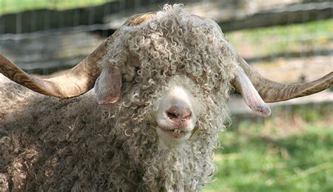 The Angora Goat Midwest Buck Sale