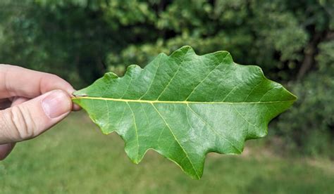 Identifier les arbres et les arbustes du Québec Les chênes Où