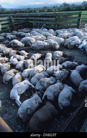 Tote Schafe L Mmer Schafe Und Rams Gekeult Mit Vermuteten Maul Und