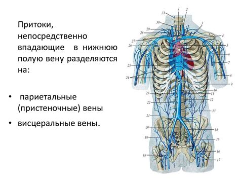 Анатомия венозной системы - презентация онлайн