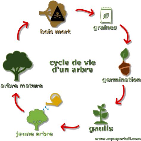 Gaulis définition et explications