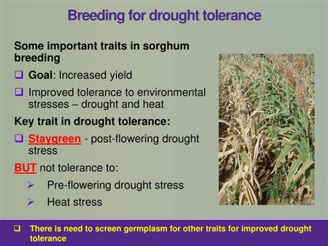 Ppt Canopy Temperature A Potential Trait In Selection For Drought