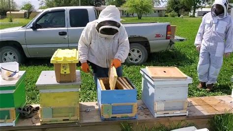 Installing Bee Nucs Into Hives Youtube