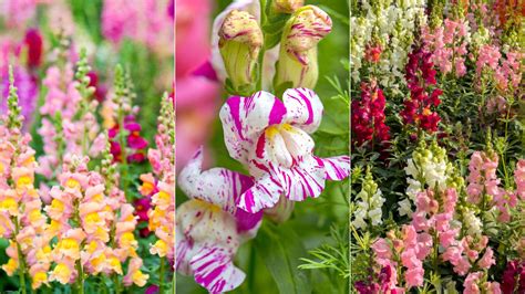 How To Prune Snapdragons Experts Provide Their Top