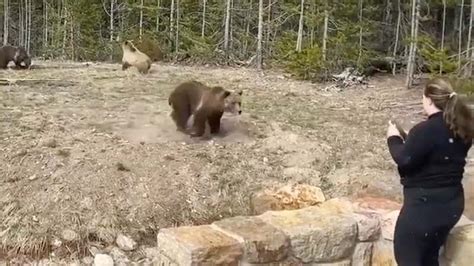 Pandas Playing in Snow is Adorable - Videos from The Weather Channel ...